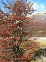 Cerro Castillo National Park 